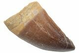 Fossil Mosasaur (Prognathodon) Tooth - Morocco #217008-1